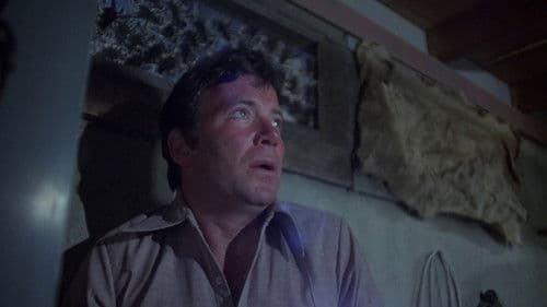 Mörderspinnen Bild 6