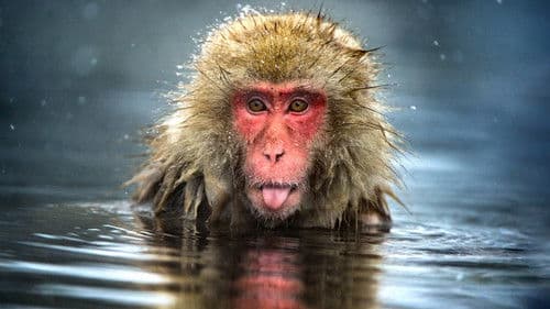 Monkey Planet Bild 1