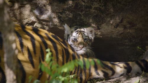 Tiger Bild 6