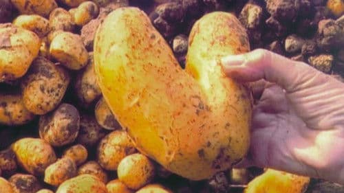 Die Sammler und die Sammlerin Bild 8