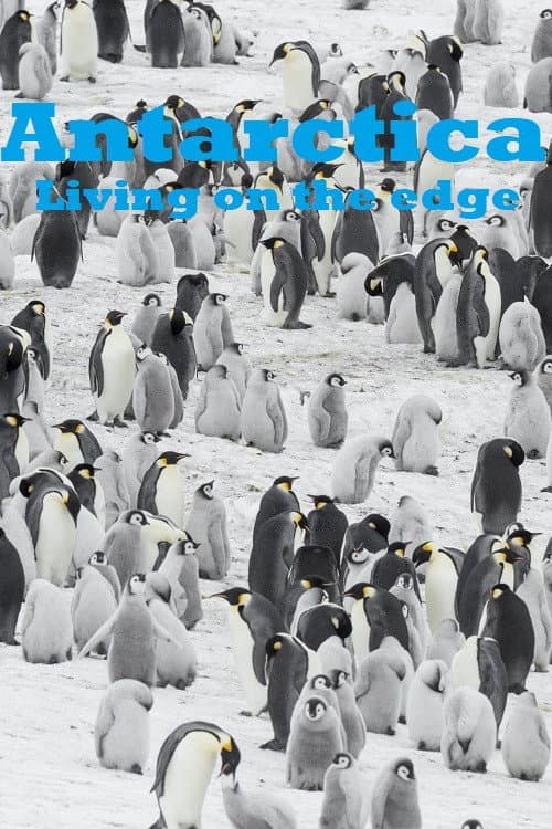 Antarktis - Die Reise der Pinguine
