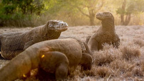 Wild Indonesia Bild 1