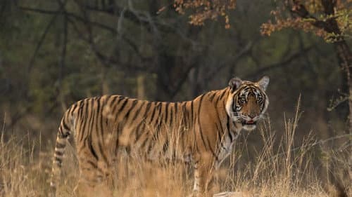 Freie Bahn für Wildtiere Bild 1