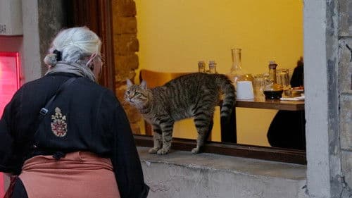 Kedi - Von Katzen und Menschen Bild 6