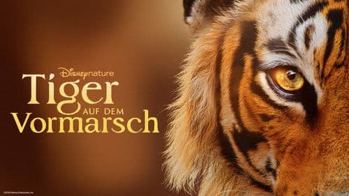 Tiger auf dem Vormarsch Bild 7