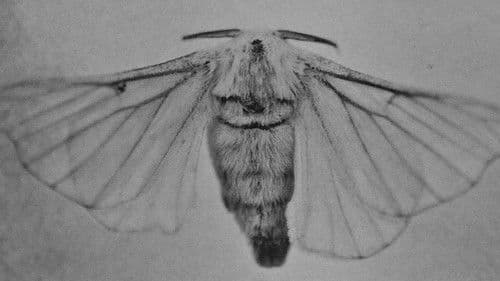 AFI: I Heard a Voice Bild 1