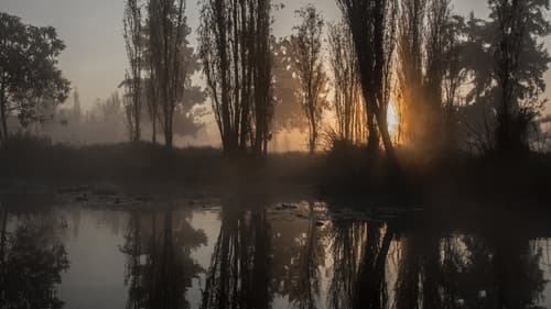 Island of the Dolls Bild 1