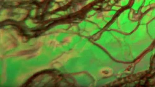 Cristaux liquides Bild 1