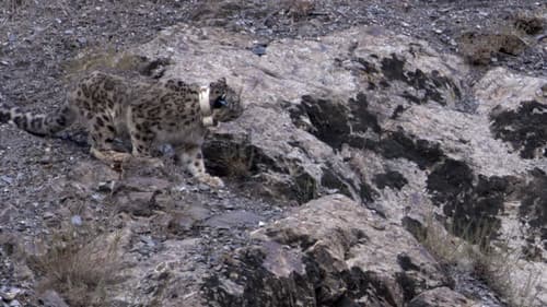 Snow Leopard: Beyond the Myth Bild 1