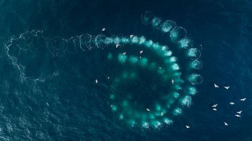 Les Gardiennes de la planète Bild 4