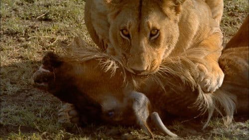 Afrika - Die Serengeti Bild 3