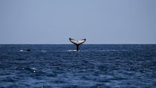 Kollision mit Walen - Der tödliche Schiffsverkehr Bild 1