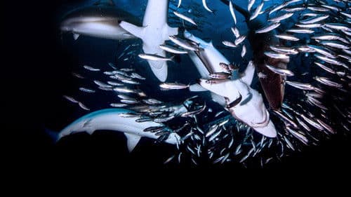 Haie - Die ultimativen Jäger Bild 1