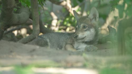 Wilder Grenzgänger - Der Wolf ist zurück Bild 2