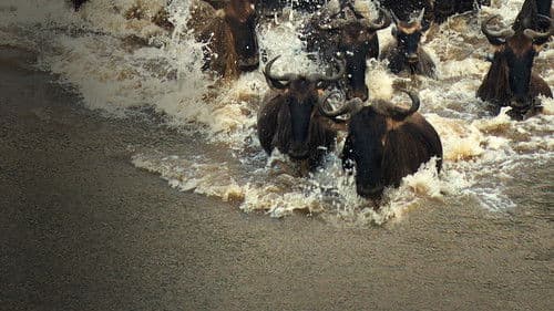 Unglaubliche Tierwanderungen Bild 7