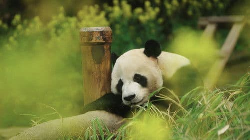 안녕, 할부지 Bild 1