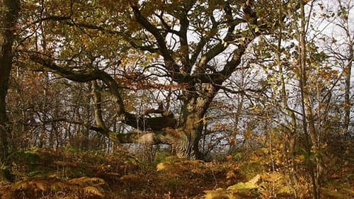 Ostseeparadies Rügen Bild 3