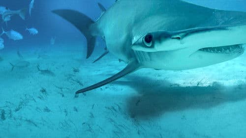 Hammerhaie Hautnah Bild 2