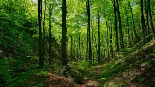 Ungezähmtes Rumänien Bild 8