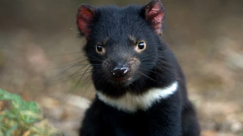 Living with Devils Bild 1