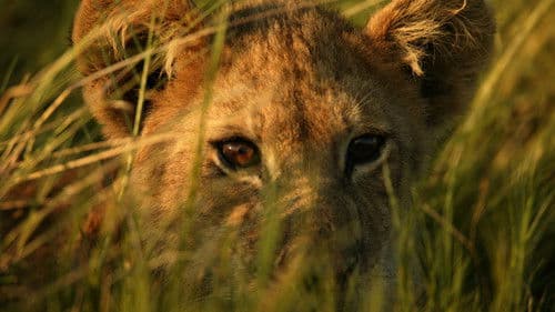 The Last Lions Bild 5