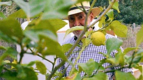 Cueillette du citron Bild 1
