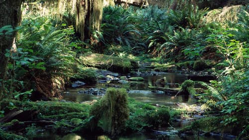 Tropical Rainforest Bild 1