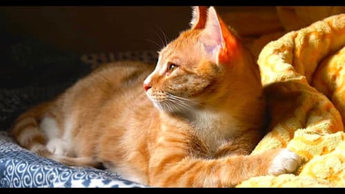 고양이 집사 Bild 3