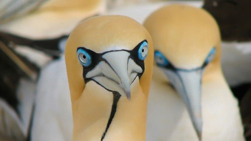 Gannets: The Wrong Side of the Run Bild 3