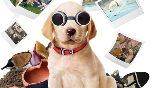 Marley & Ich 2 - Der frechste Welpe der Welt Bild 1