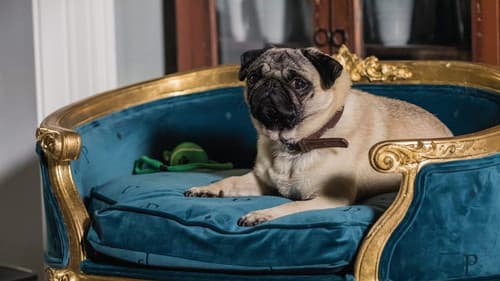 Ein Mops zum Verlieben Bild 4