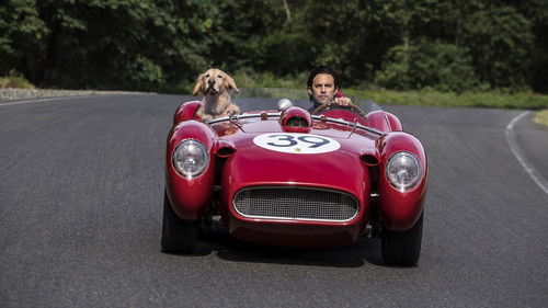 Enzo und die wundersame Welt der Menschen Bild 4