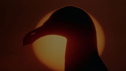 Die Möwe Jonathan Bild 7