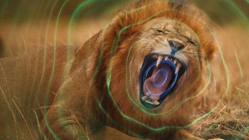 Die geheime Welt der Klänge mit David Attenborough Bild 5