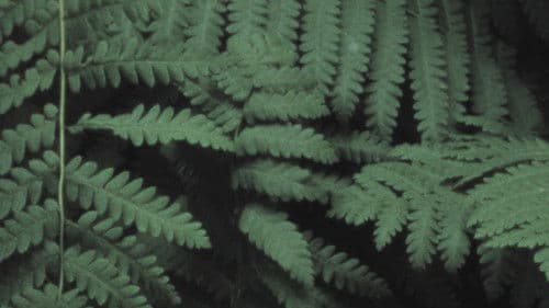 Fog on the Mountain Bild 2