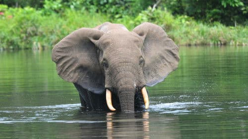 Silent Forests Bild 6