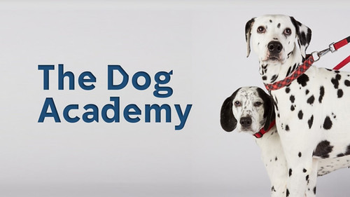 Bad Dog Academy Bild 1