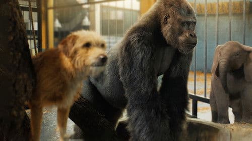 Der einzig wahre Ivan Bild 7