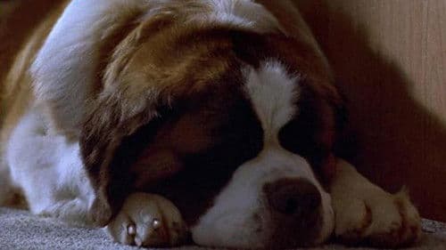 Beethoven 4 - Doppelt bellt besser Bild 2