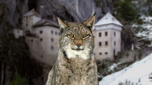 Wilde Schlösser Bild 1