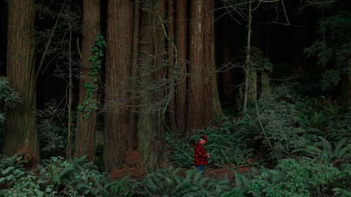 Behind the Redwood Curtain Bild 1
