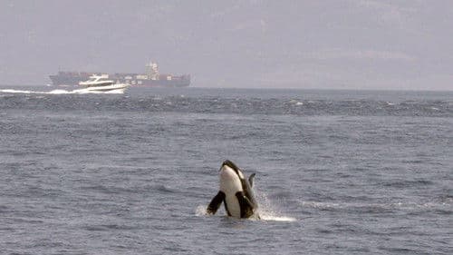 Achtung Orcas! Gefahr vor Gibraltar? Bild 2