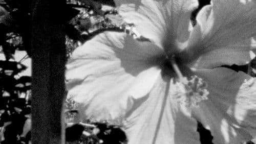 Postal (O, desde la distancia eres un espejismo) Bild 7