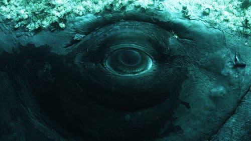 Wale – mit Steve Backshall Bild 2