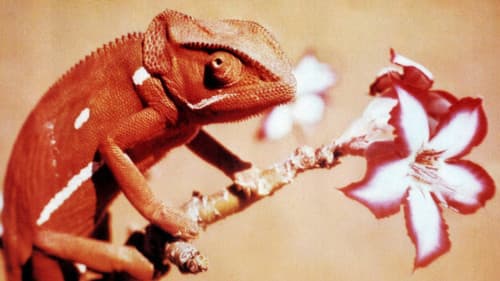 Die lustige Welt der Tiere Bild 5