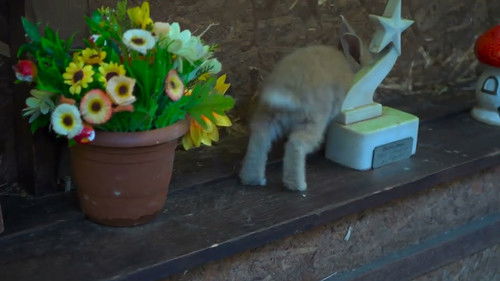 Dovşan getmək qərarina gəlir Bild 1