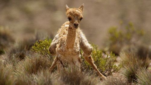 The Wild Andes Bild 6