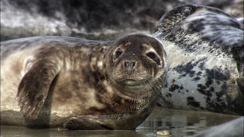 Die Nordsee - Unser Meer Bild 2