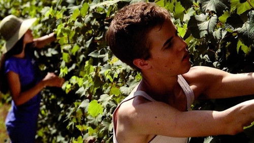 I giorni della vendemmia Bild 1