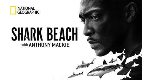 Der Strand der Haie mit Anthony Mackie: Golfküste Bild 2